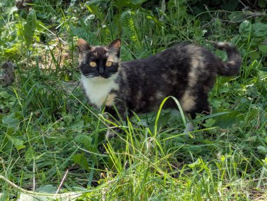 Doğada avlanan güzel bir kedi. İçeride tutulmasına rağmen, içgüdüleri kediyi doğal olarak kemirgenleri ve küçük kuşları avlamaya motive eder.