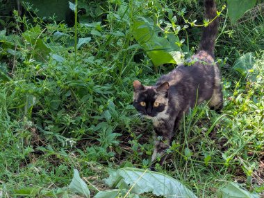 Doğada avlanan güzel bir kedi. İçeride tutulmasına rağmen, içgüdüleri kediyi doğal olarak kemirgenleri ve küçük kuşları avlamaya motive eder.