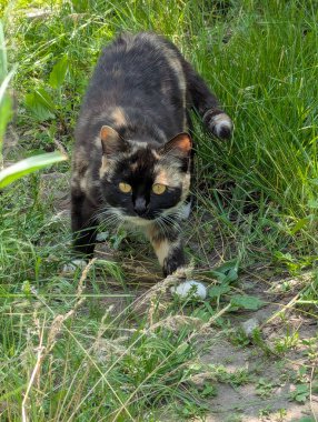 Doğada avlanan güzel bir kedi. İçeride tutulmasına rağmen, içgüdüleri kediyi doğal olarak kemirgenleri ve küçük kuşları avlamaya motive eder.