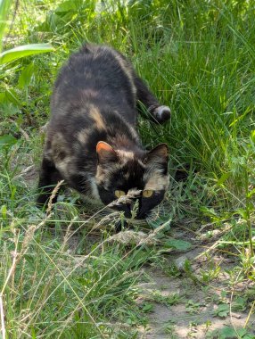 Doğada avlanan güzel bir kedi. İçeride tutulmasına rağmen, içgüdüleri kediyi doğal olarak kemirgenleri ve küçük kuşları avlamaya motive eder.