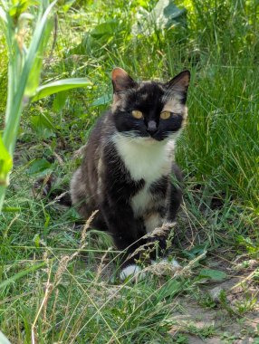 Doğada avlanan güzel bir kedi. İçeride tutulmasına rağmen, içgüdüleri kediyi doğal olarak kemirgenleri ve küçük kuşları avlamaya motive eder.
