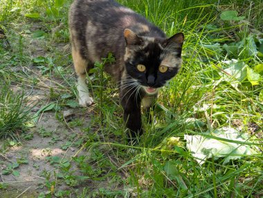 Doğada avlanan güzel bir kedi. İçeride tutulmasına rağmen, içgüdüleri kediyi doğal olarak kemirgenleri ve küçük kuşları avlamaya motive eder.
