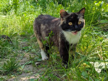 Doğada avlanan güzel bir kedi. İçeride tutulmasına rağmen, içgüdüleri kediyi doğal olarak kemirgenleri ve küçük kuşları avlamaya motive eder.