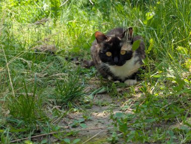 Doğada avlanan güzel bir kedi. İçeride tutulmasına rağmen, içgüdüleri kediyi doğal olarak kemirgenleri ve küçük kuşları avlamaya motive eder.