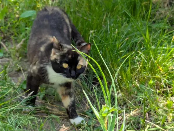 Doğada avlanan güzel bir kedi. İçeride tutulmasına rağmen, içgüdüleri kediyi doğal olarak kemirgenleri ve küçük kuşları avlamaya motive eder.