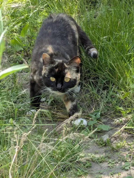 Doğada avlanan güzel bir kedi. İçeride tutulmasına rağmen, içgüdüleri kediyi doğal olarak kemirgenleri ve küçük kuşları avlamaya motive eder.
