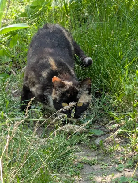 Doğada avlanan güzel bir kedi. İçeride tutulmasına rağmen, içgüdüleri kediyi doğal olarak kemirgenleri ve küçük kuşları avlamaya motive eder.