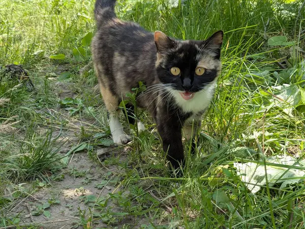 Doğada avlanan güzel bir kedi. İçeride tutulmasına rağmen, içgüdüleri kediyi doğal olarak kemirgenleri ve küçük kuşları avlamaya motive eder.