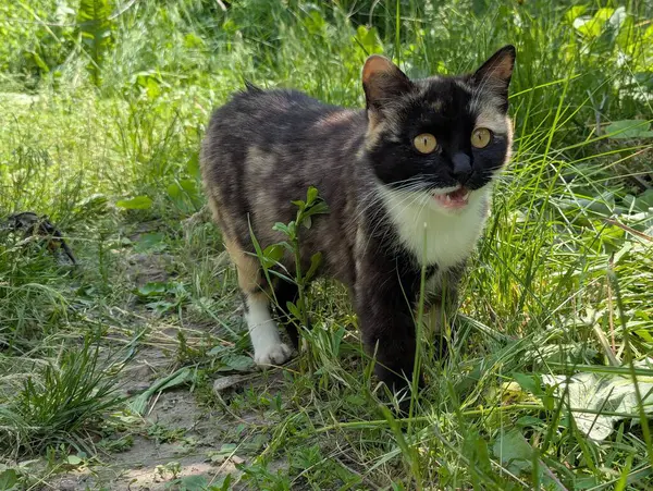 Doğada avlanan güzel bir kedi. İçeride tutulmasına rağmen, içgüdüleri kediyi doğal olarak kemirgenleri ve küçük kuşları avlamaya motive eder.