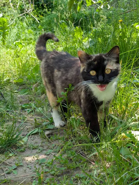 Doğada avlanan güzel bir kedi. İçeride tutulmasına rağmen, içgüdüleri kediyi doğal olarak kemirgenleri ve küçük kuşları avlamaya motive eder.