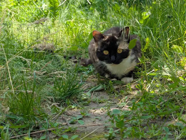 Doğada avlanan güzel bir kedi. İçeride tutulmasına rağmen, içgüdüleri kediyi doğal olarak kemirgenleri ve küçük kuşları avlamaya motive eder.