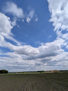 Parlak bir bahar günü. Güzel sıralar halinde filizlenen genç soya fasulyelerinin üzerinde bahar gökyüzü sanatsal bulut şekilleriyle dönüşür..