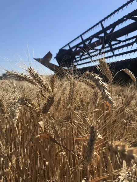 Buğday hasadı. Yazın ilk hasat alanı buğday tarlalarıdır. Kavurucu güneşin altındaki geniş tarlalarda, buğday başağındaki her tahılı topluyor.