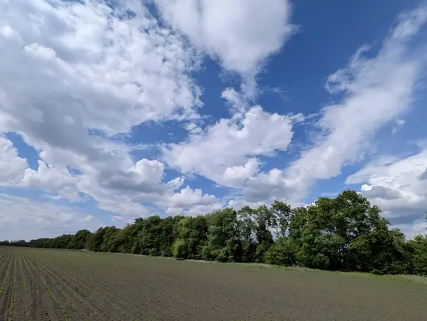 Parlak bir bahar günü. Güzel sıralar halinde filizlenen genç soya fasulyelerinin üzerinde bahar gökyüzü sanatsal bulut şekilleriyle dönüşür..
