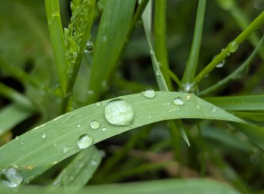 Çiçek yapraklarındaki çiy tanesi. Şiddetli bir bahar yağmurundan sonra, bahçedeki ince çiçek yapraklarında bir süre su damlacıkları kalır..
