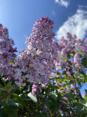 Bahar leylağı çiçekleri. Hassas renkte güzel çiçekler. Kümeler halinde çiçek açar, her birinin küçük çiçekleri vardır.