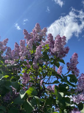 Bahar leylağı çiçekleri. Hassas renkte güzel çiçekler. Kümeler halinde çiçek açar, her birinin küçük çiçekleri vardır.