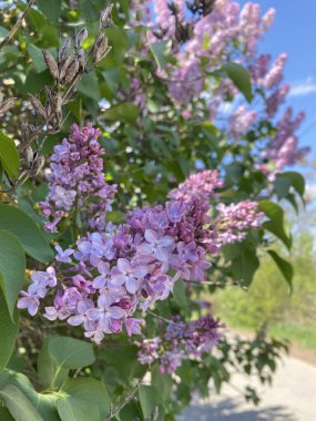 Bahar leylağı çiçekleri. Hassas renkte güzel çiçekler. Kümeler halinde çiçek açar, her birinin küçük çiçekleri vardır.