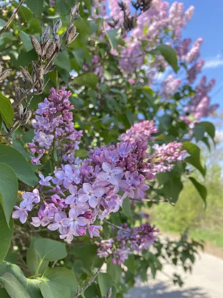 Bahar leylağı çiçekleri. Hassas renkte güzel çiçekler. Kümeler halinde çiçek açar, her birinin küçük çiçekleri vardır.