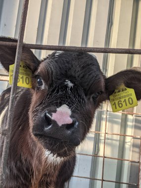 Genç Holstein buzağıları. İyi hissediyorlar. Çiftlikte ve kutularda tutuluyorlar. Onlar her zaman aktif ve yeni olan her şeyi merak ederler. Hayatlarının ilk döneminde sütle beslenirler..