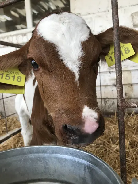 Genç Holstein buzağıları. İyi hissediyorlar. Çiftlikte ve kutularda tutuluyorlar. Onlar her zaman aktif ve yeni olan her şeyi merak ederler. Hayatlarının ilk döneminde sütle beslenirler..