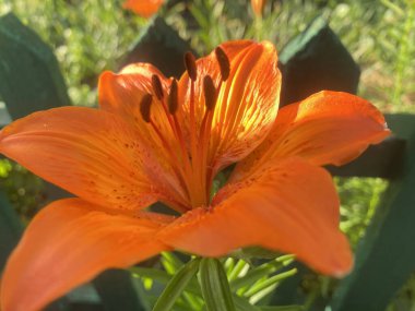 Çiçek bahçesinde Lily ailesinden bir nilüfer çiçeği çiçek açtı. Güzel çiçek bahar güneşinde gösteriş yapıyor. Fotoğraf gündüz ve akşam çekilmiş..