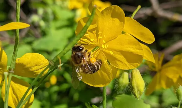 Çalışkan arı ilkbahardan beri bal üretmek için nektar topluyor. Tohumların üreme ve dağıtım için sonraki oluşumu için çiçekleri tozlaştırmak