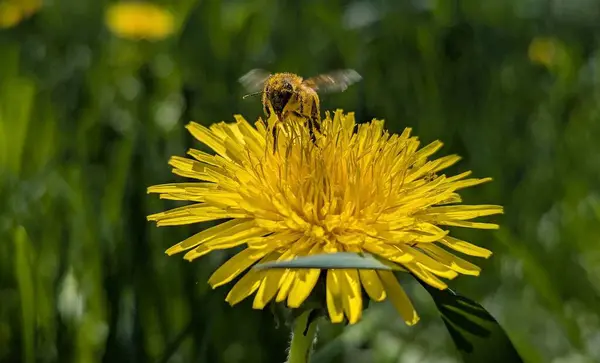Çalışkan arı ilkbahardan beri bal üretmek için nektar topluyor. Tohumların üreme ve dağıtım için sonraki oluşumu için çiçekleri tozlaştırmak