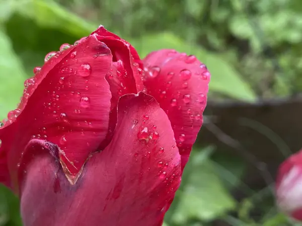 Sabah yağmurundan sonra kırmızı lale çiçekleri. Lale çiçekleri güneşli bir günün başlangıcını bekliyor. Yağmur yağdıktan sonra yaprakların üzerine su damlıyor.