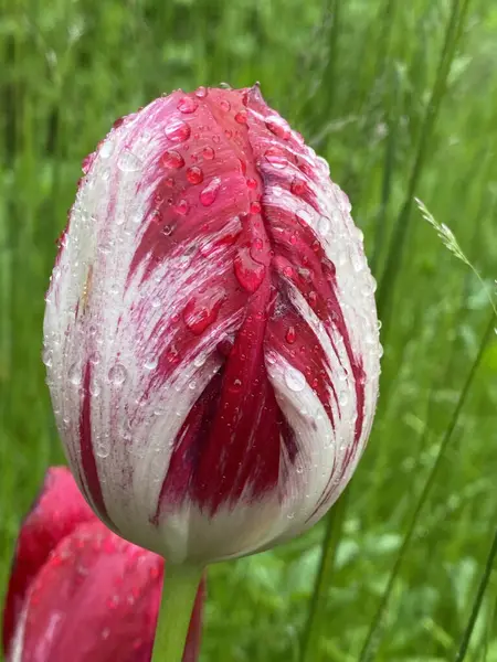 Laleler. Kapalı tomurcuklar. Erken bahar yağmurundan, bulutlu havadan sonra bahçedeki laleler henüz uyanmadı..