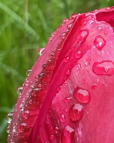Laleler. Kapalı tomurcuklar. Erken bahar yağmurundan, bulutlu havadan sonra bahçedeki laleler henüz uyanmadı..