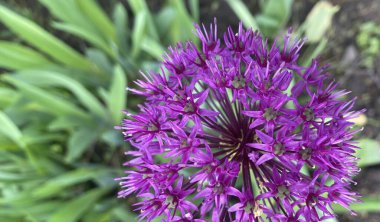 Süslü çiçeğin çiçekleri - soğan aflatunskaya, ya da Hollanda Mor Sansasyonu. Küçük mor çiçeklerin narin renkleri şişkinliğin küresel şeklini oluşturur.