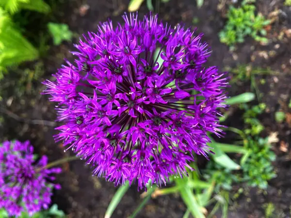 Süslü çiçeğin çiçekleri - soğan aflatunskaya, ya da Hollanda Mor Sansasyonu. Küçük mor çiçeklerin narin renkleri şişkinliğin küresel şeklini oluşturur.