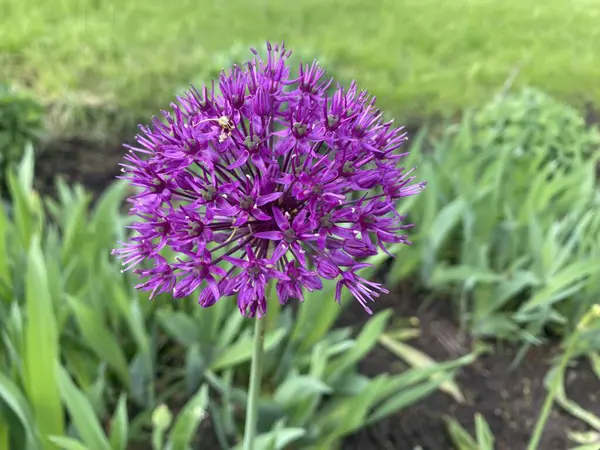 Süslü çiçeğin çiçekleri - soğan aflatunskaya, ya da Hollanda Mor Sansasyonu. Küçük mor çiçeklerin narin renkleri şişkinliğin küresel şeklini oluşturur.