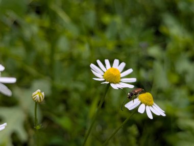 Vahşi papatya çayı. Beyaz yapraklı güzel çiçekler. Orman açıklıklarında ya da su birikintilerinin yakınında bulunabilir. Ama sık sık bahçelerde ya da yol kenarlarında yetişir.
