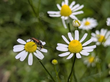 Vahşi papatya çayı. Beyaz yapraklı güzel çiçekler. Orman açıklıklarında ya da su birikintilerinin yakınında bulunabilir. Ama sık sık bahçelerde ya da yol kenarlarında yetişir.