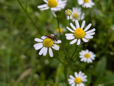 Vahşi papatya çayı. Beyaz yapraklı güzel çiçekler. Orman açıklıklarında ya da su birikintilerinin yakınında bulunabilir. Ama sık sık bahçelerde ya da yol kenarlarında yetişir.