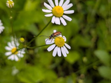 Vahşi papatya çayı. Beyaz yapraklı güzel çiçekler. Orman açıklıklarında ya da su birikintilerinin yakınında bulunabilir. Ama sık sık bahçelerde ya da yol kenarlarında yetişir.