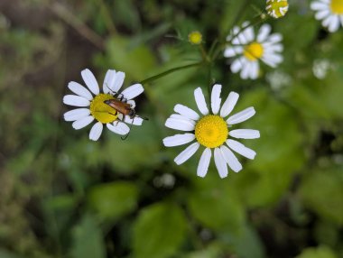 Vahşi papatya çayı. Beyaz yapraklı güzel çiçekler. Orman açıklıklarında ya da su birikintilerinin yakınında bulunabilir. Ama sık sık bahçelerde ya da yol kenarlarında yetişir.