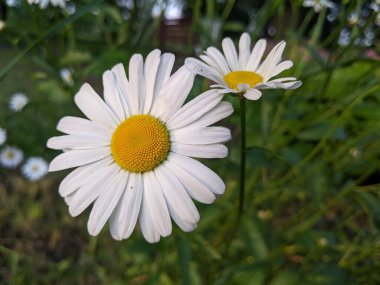 Yaz başında papatya çiçeği. Botanik bahçesinde sabah. Girişte, ziyaretçiler güzel papatya çiçekleri tarafından gülümseyerek karşılanır..
