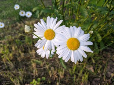 Yaz başında papatya çiçeği. Botanik bahçesinde sabah. Girişte, ziyaretçiler güzel papatya çiçekleri tarafından gülümseyerek karşılanır..