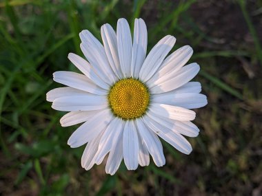 Yaz başında papatya çiçeği. Botanik bahçesinde sabah. Girişte, ziyaretçiler güzel papatya çiçekleri tarafından gülümseyerek karşılanır..