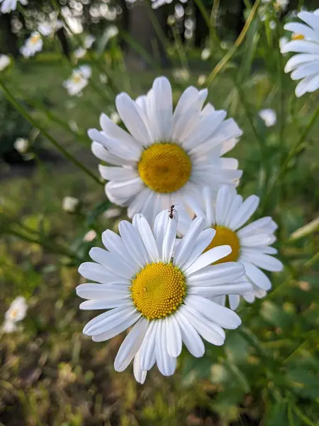 Yaz başında papatya çiçeği. Botanik bahçesinde sabah. Girişte, ziyaretçiler güzel papatya çiçekleri tarafından gülümseyerek karşılanır..