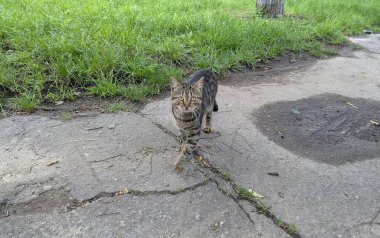 Şehir caddesinde bir kedi. Bahar caddesi boyunca yürürken, güzel gri kısa saçlı bir kediye rastladım. Sevimli ve dost canlısı. Yakınlarda yaşıyor. Ama cadde boyunca yürümeyi seviyor - huş ağacı yolu.