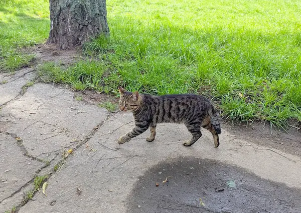 Şehir caddesinde bir kedi. Bahar caddesi boyunca yürürken, güzel gri kısa saçlı bir kediye rastladım. Sevimli ve dost canlısı. Yakınlarda yaşıyor. Ama cadde boyunca yürümeyi seviyor - huş ağacı yolu.