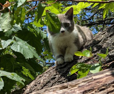 Yürüyüşe çıkmış bir kedi. Kediler bağımsız hayvanlardır. Bölgeyi araştırıyorlar. Çiçek yataklarını, bölgeyi, ağaçları ve otları kokluyorlar. Bölgelerini avluda olma halesiyle işaretlerler..