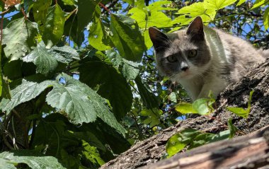 Yürüyüşe çıkmış bir kedi. Kediler bağımsız hayvanlardır. Bölgeyi araştırıyorlar. Çiçek yataklarını, bölgeyi, ağaçları ve otları kokluyorlar. Bölgelerini avluda olma halesiyle işaretlerler..