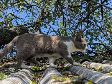 Yürüyüşe çıkmış bir kedi. Kediler bağımsız hayvanlardır. Bölgeyi araştırıyorlar. Çiçek yataklarını, bölgeyi, ağaçları ve otları kokluyorlar. Bölgelerini avluda olma halesiyle işaretlerler..