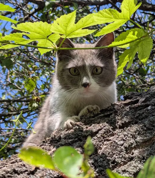 Yürüyüşe çıkmış bir kedi. Kediler bağımsız hayvanlardır. Bölgeyi araştırıyorlar. Çiçek yataklarını, bölgeyi, ağaçları ve otları kokluyorlar. Bölgelerini avluda olma halesiyle işaretlerler..