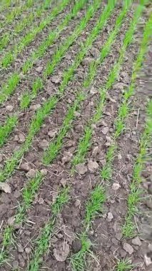 Kış buğdayı. Bahar. Hala bulutlu bir bahar gökyüzünün altında, uçsuz bucaksız bir arazi. Çiftçi tarlasında buğday kış uykusundan sonra iyileşiyor. Bitki örtüsü